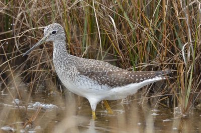 greater yellow legs plum island