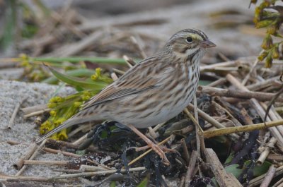 ipswich sparrow sandy point plum island