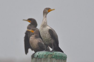 double crested cormorants salisbury
