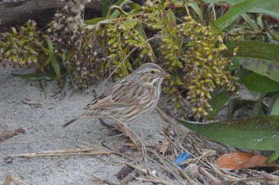 ipswich sparrow sandy point plum island