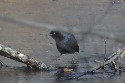 rusty blackbird, or  could it be brewers? bedford ma great meadows
