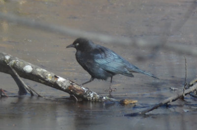 rusty blackbird, or  could it be brewers? bedford ma great meadows