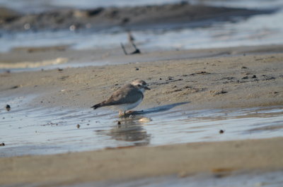 semipalmated plover sandy point plum island