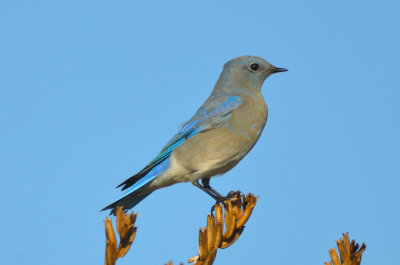 mountain blue bird good harbor gloucester