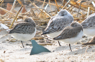 semipalmated sandpiper and unidentified peep in full winter plumage