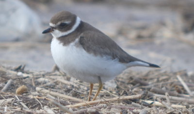 Semipalmated plover....Sandy Point Plum Island