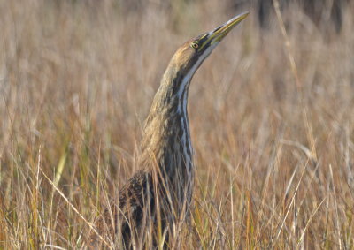 American Bittern Plum Island