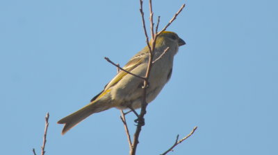 Pine Grosbeak plum Island