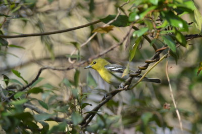 yellow throated vireo Corkscrew Swamp Florida, rare for this time of year