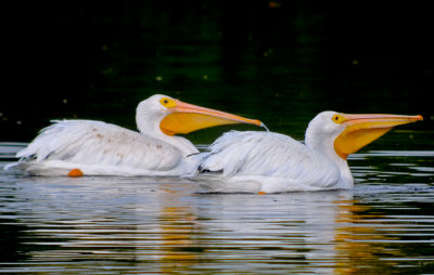 white pelicans ding darling