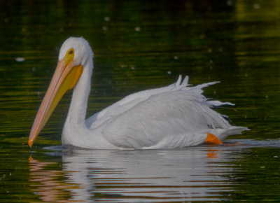white pelican ding darling