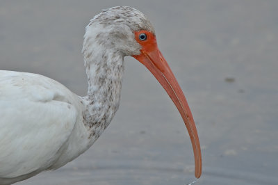 white ibis ding darling