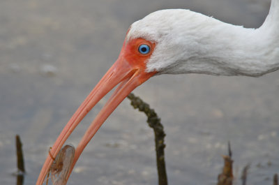 white ibis ding darling