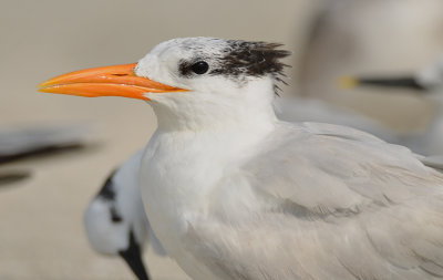 royal tern  captiva beach