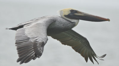 brown pelican  captiva beach