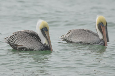 brown pelicans  captiva beach