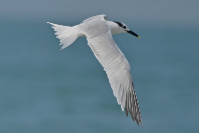 sandwich tern  captiva beach