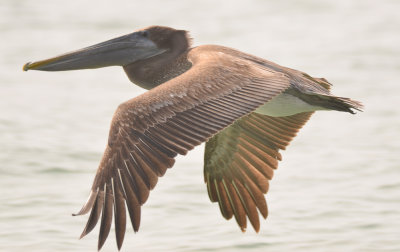 brown pelican  captiva beach