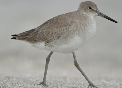 western willet captiva beach