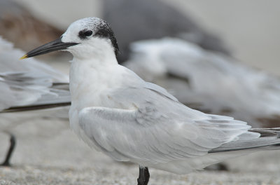 sandwich tern captiva beach