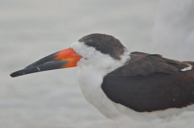 black skimmer Captiva 