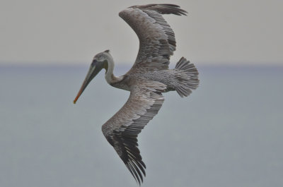brown pelican captiva