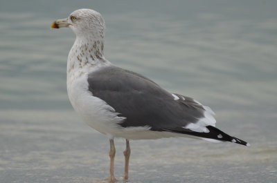 Lesser Black-backed gulln Captiva