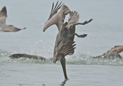 Brown Pelican Captiva 