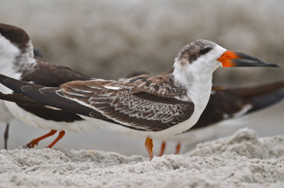 imm Black Skimmer Captiva florida