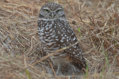 Borrowing Owl Florida