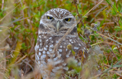 Borrowing Owl Florida