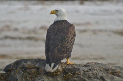 Bald Eagle Fort Meyers Beach Florida