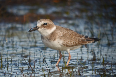 Wilson's Plover Fort Meyers Beach Florida