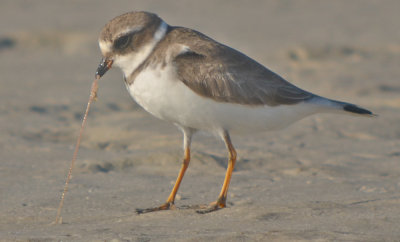 Semipalmated Plover Fort Meyers Beach Florida