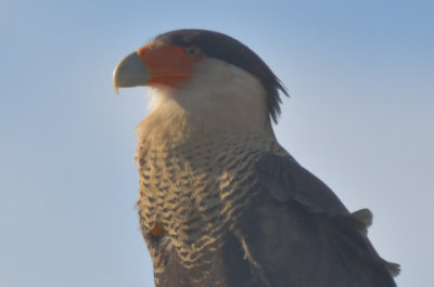 Crested Caracara roadside Florida 