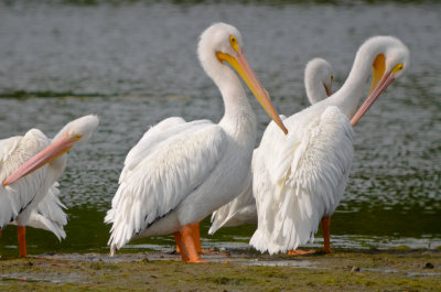 White Pelicans Ding Darling Sanibel Florida