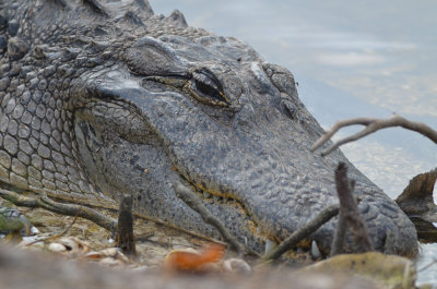 Aligator Ding Darling Sanibel Florida
