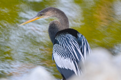 Anhinga Ding Darling Sanibel Florida