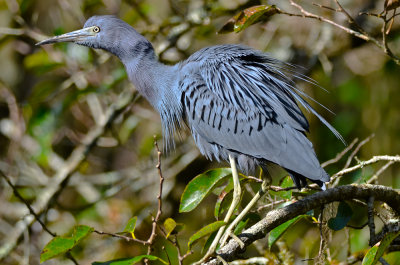 Little Blue Heron Cork Screw Swamp Florida
