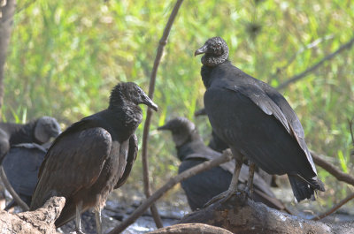 Black Vultures Myaca State Forest Florida