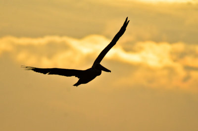 Brown Pelican Captiva Florida