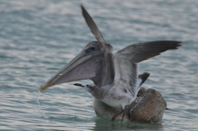 Laughing gull waiting for an opportunity Brown Pelican Captiva Beach Florida