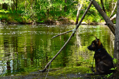 rio pup on the Ipswich River