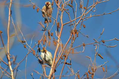 redpolls wilmington, but are they both common