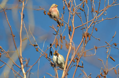 redpolls wilmington, but are they both common?