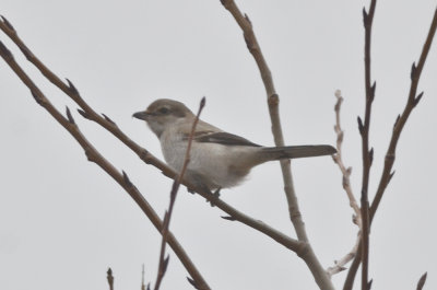 imm northern shrike deer island