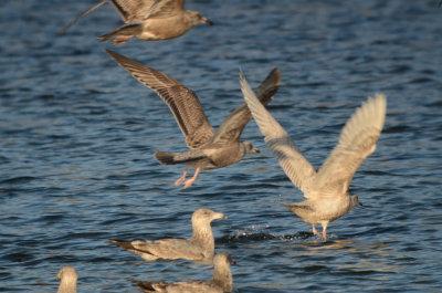 Kumlien's Gull Silver Lake Wilmington