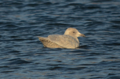 _-193.jpgKumlien's Gull Silver Lake Wilmington