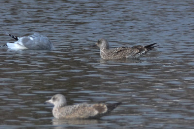 1st ye lesser black-backed gull silver lake wilmington
