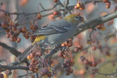 pine grosbeak wilmington